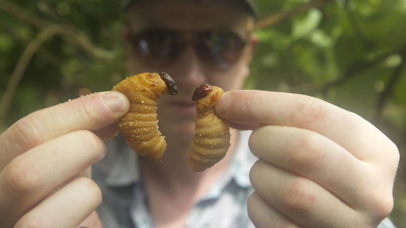 Entomophagy and insect cuisine