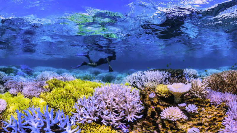Saving our reefs