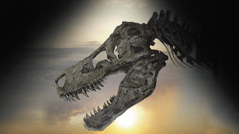 A Dinosaur Named Sue: What Fossil Records Tell Us About Dinosaur Evolution