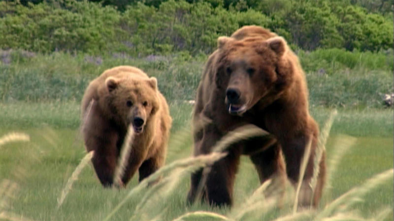 What do you do when a grizzly bear attacks you...and other wilderness survival tips