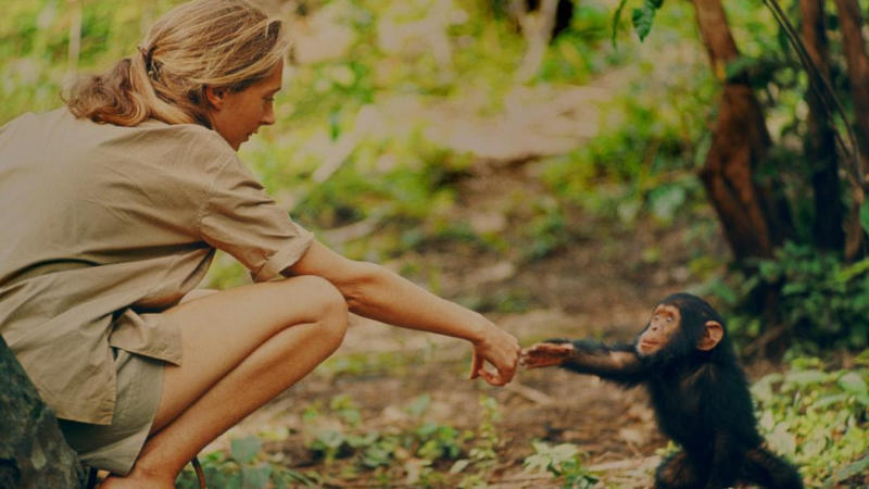 The research of Jane Goodall