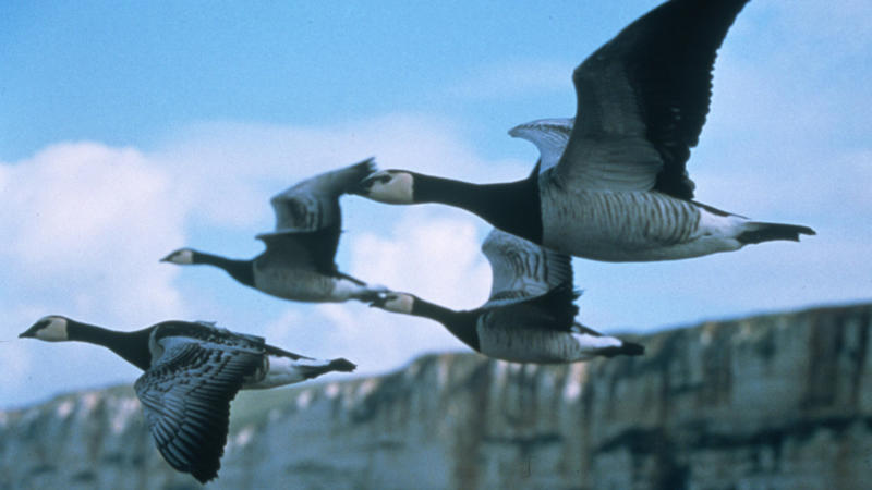 Unlocking the Mysteries of Bird Migration