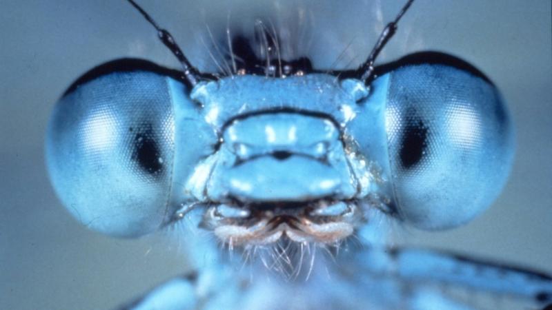 Up Close and Personal with Insects